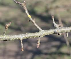 Attēlu rezultāti vaicājumam “Malus sylvestris”