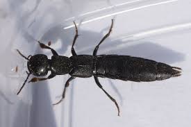 Attēlu rezultāti vaicājumam “Staphylinidae”