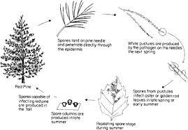 Attēlu rezultāti vaicājumam “Coleosporium sp.”