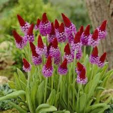 Attēlu rezultāti vaicājumam “Primula”