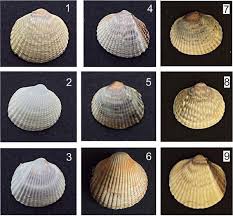 Attēlu rezultāti vaicājumam “Colloderma sp.”