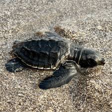 Image result for Lepidochelys olivacea