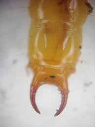 Attēlu rezultāti vaicājumam “Schizotus pectinicornis”