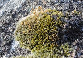 Attēlu rezultāti vaicājumam “Racomitrium heterostichum”