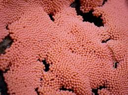 Attēlu rezultāti vaicājumam “Lycogala roseosporum macro”