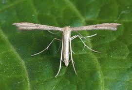 Attēlu rezultāti vaicājumam “Adaina microdactyla”