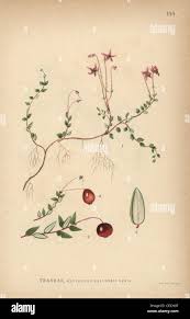 Attēlu rezultāti vaicājumam “Oxycoccus palustris”