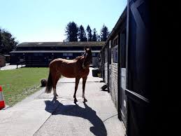 Image result for Bookham Riding School