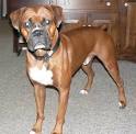 Boxer Information and Pictures, Boxers