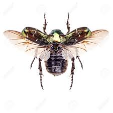 Attēlu rezultāti vaicājumam “Cetonia aurata”