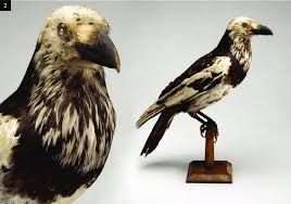 Attēlu rezultāti vaicājumam “Corvus corax adult”