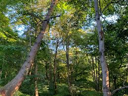 Image result for Runnymede Runners