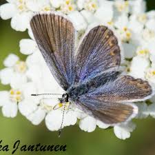 Attēlu rezultāti vaicājumam “Plebejus idas underside”