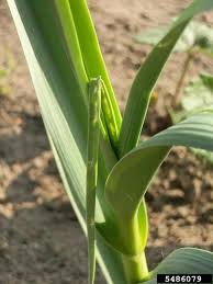 Attēlu rezultāti vaicājumam “Acrolepiopsis assectella”