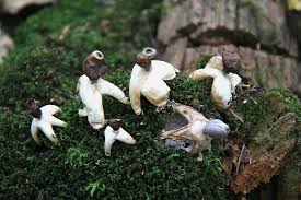 Attēlu rezultāti vaicājumam “Geastrum quadrifidum”