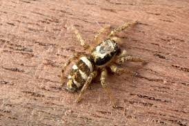 Attēlu rezultāti vaicājumam “Salticus sp.”