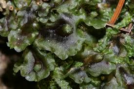 Attēlu rezultāti vaicājumam “Pellia neesiana”