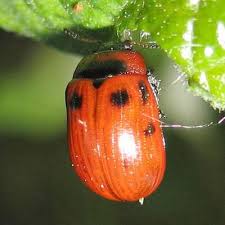 Attēlu rezultāti vaicājumam “Gonioctena viminalis”