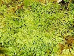 Attēlu rezultāti vaicājumam “Tortella tortuosa”