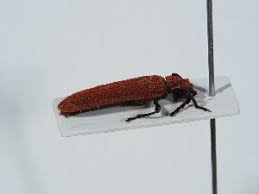 Attēlu rezultāti vaicājumam “Lopheros rubens”