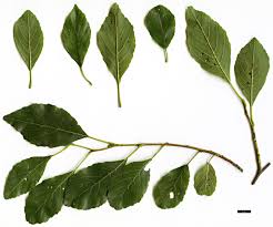 Attēlu rezultāti vaicājumam “Anthyllis maritima leaf”