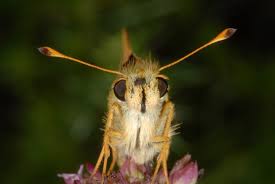 Attēlu rezultāti vaicājumam “Hesperia comma male”
