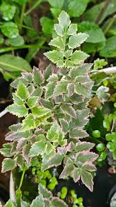 Attēlu rezultāti vaicājumam “Oenanthe aquatica leaf”