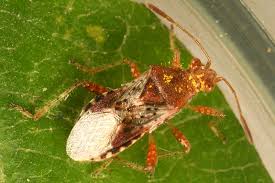 Attēlu rezultāti vaicājumam “Rhopalus maculatus imago”