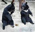 funny bears