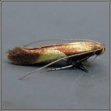 Attēlu rezultāti vaicājumam “Caloptilia alchimiella”