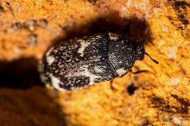 Attēlu rezultāti vaicājumam “Megatoma undata”