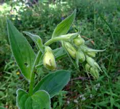 Attēlu rezultāti vaicājumam “Oenothera rubricauli bud”