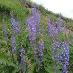 Attēlu rezultāti vaicājumam “Galega orientalis leaf”