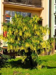 Image result for Laburnum anagyroides