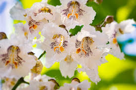 Attēlu rezultāti vaicājumam “Catalpa”