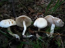 Attēlu rezultāti vaicājumam “Tricholoma album”