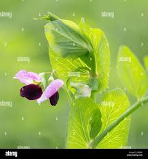 Attēlu rezultāti vaicājumam “Pisum sativum flower”