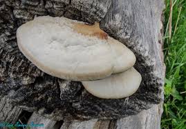 Attēlu rezultāti vaicājumam “Postia tephroleucus”