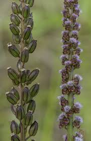 Attēlu rezultāti vaicājumam “Triglochin maritimum”
