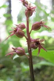 Attēlu rezultāti vaicājumam “Listera cordata fruit”
