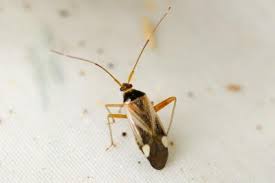 Attēlu rezultāti vaicājumam “Dryophilocoris flavoquadrimaculatus imago”