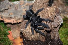 Attēlu rezultāti vaicājumam “Lamproderma nigrescens”