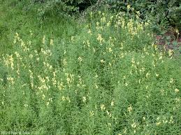 Image result for Linaria vulgaris