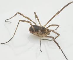 Attēlu rezultāti vaicājumam “Lophopilio palpinalis”