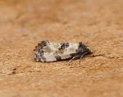 Attēlu rezultāti vaicājumam “Cochylis dubitana”