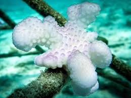 Attēlu rezultāti vaicājumam “Comatricha meandrispora”