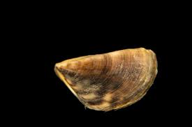 Attēlu rezultāti vaicājumam “Dreissena polymorpha”