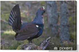 Attēlu rezultāti vaicājumam “Tetrao urogallus male”