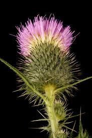 Attēlu rezultāti vaicājumam “Cirsium vulgare”