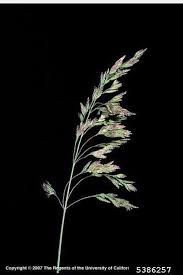 Attēlu rezultāti vaicājumam “Poa pratensis”